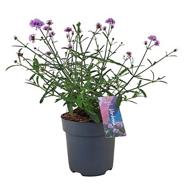 Verbena Bonariensis 'lollipop' P17 (nl)