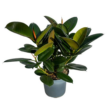 Фикус Эль Робуста Спрей