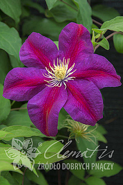 Клематис гибридный Сансет