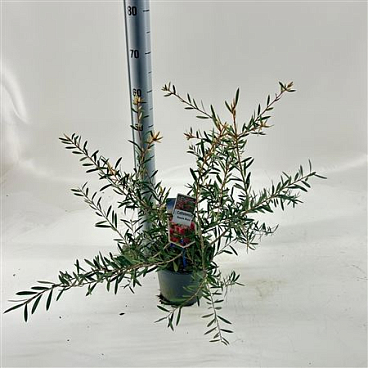 Callistemon Beezle Buzz