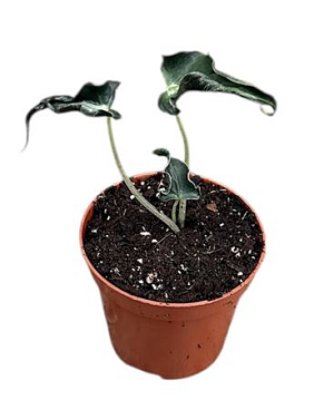 Alocasia Loco