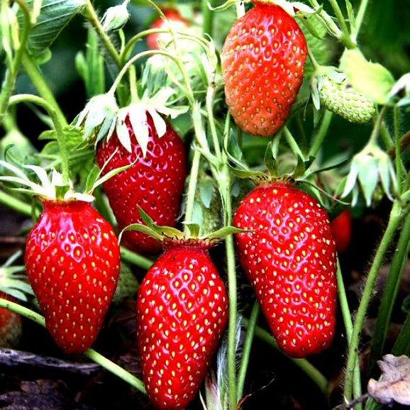 Земляника Гаригуэтта