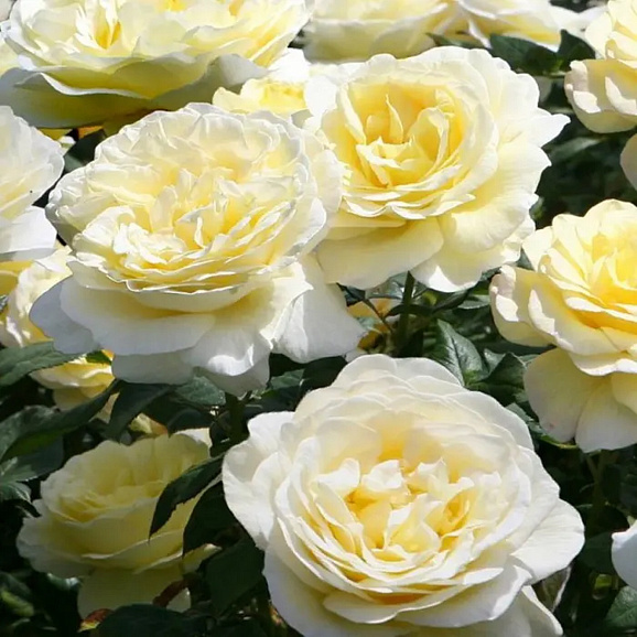 Роза почвопокровная Нина Поулсен