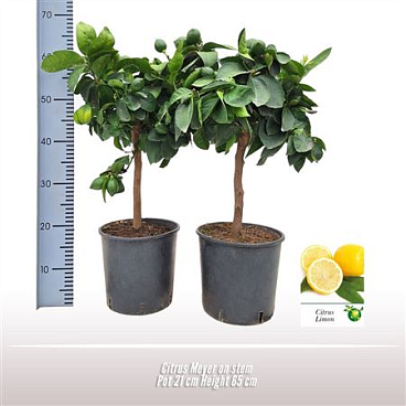 Citrus Meyer On Stem