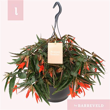 Begonia Bonfire Orange In Hanging Pot