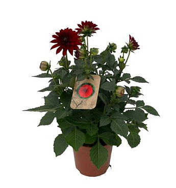 Dahlia Dalina Maxi Topia