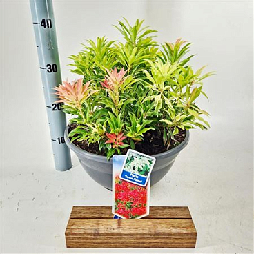 Pieris Forest Flame