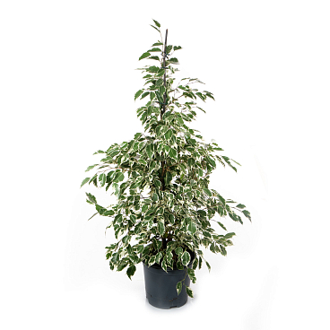 Фикус бенжамина Твайлайт