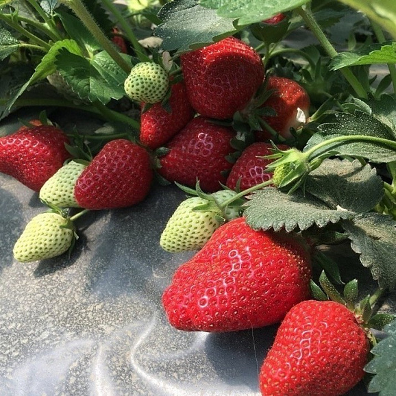 Земляника Крымская Раняя