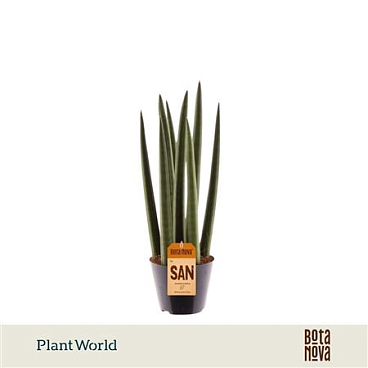 Sansevieria Painted Mix