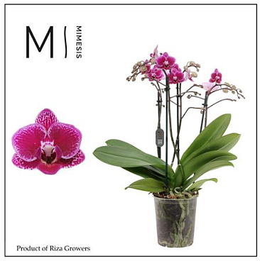 Phal 4st Hornglin 35+(mimesis)