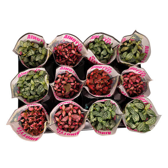 Фиттония Микс