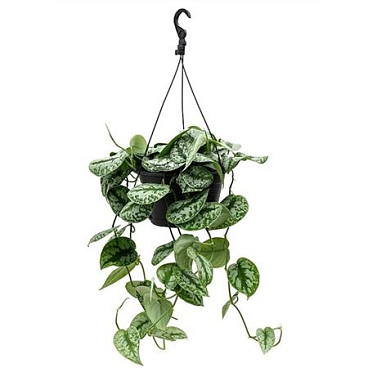 Scindapsus Pictus Trebie Hangpot