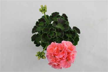 Pelargonium Zon Summer Idols Pink