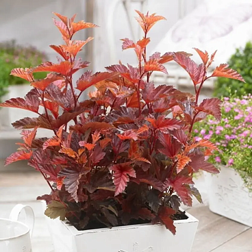 Пузыреплодник Литтл Энджел в тубе