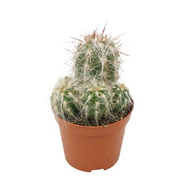 Oreocereus Trollii 8,5 Cm