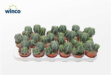 Echinocereus Inermis (group)