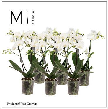 Phal 2st White 16+ (orchid Growers)