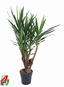 Yucca Branched Arms 3+