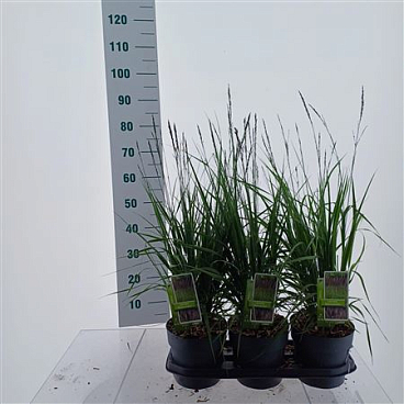 Molinia Arundinacea Black Arrows