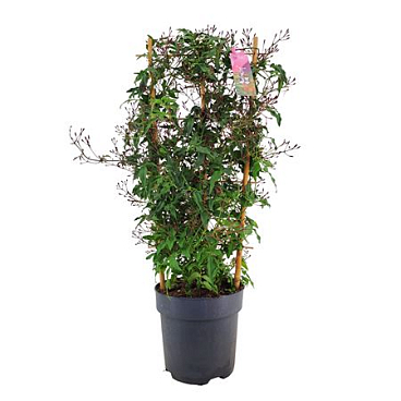 Jasminum Passion Dark Pink On Reck 500+