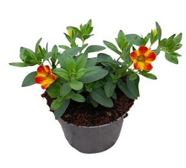 Calibrachoa Cabaret Diva Orange