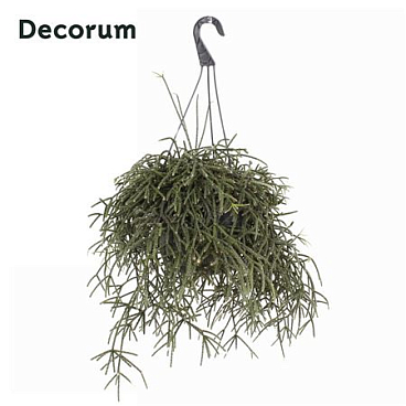 Rhipsalis Pilocarpa Hang Pot