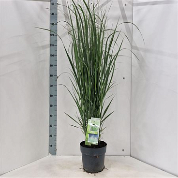 Panicum Virgatum Northwind
