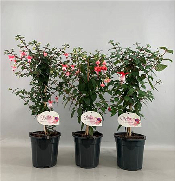 Fuchsia On Stem Mix