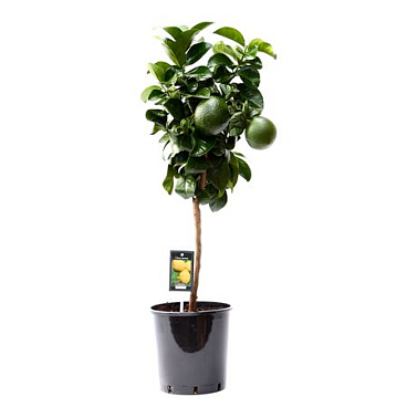 Citrus Lemon California On Stem