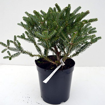 Пихта корейская Силберлок