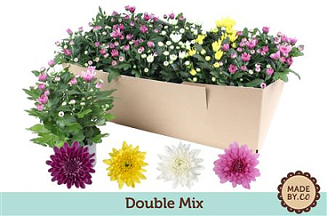 Chrys Double Mix In Sv.box