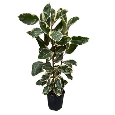 Ficus El Tineke 3pp