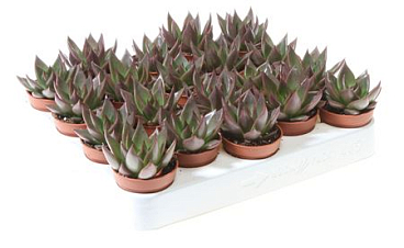 Echeveria Red Glow