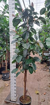 Ficus El Robusta On Stem
