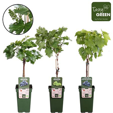Vitis Mix Bio
