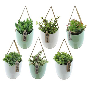 Succulent In Hangpot + Display Box