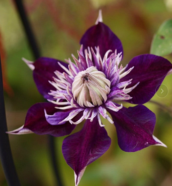 Клематис гибридный Шишимару