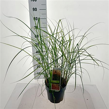 Miscanthus Sin Pink Cloud