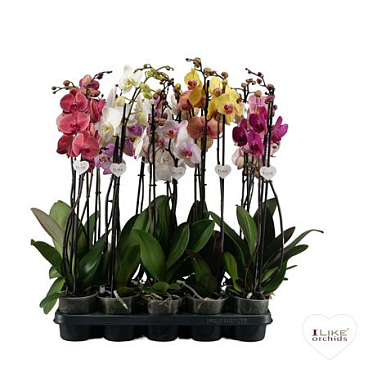 Phal 2st Mix (levo)