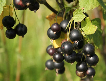 Смородина черная Нара