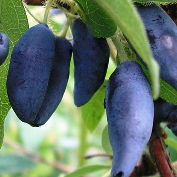 Жимолость камчатская Мальвина