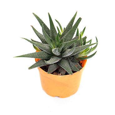 Хавортия Конколор