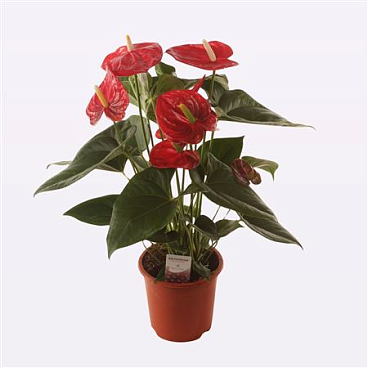 Anth An Aloha Red 6+