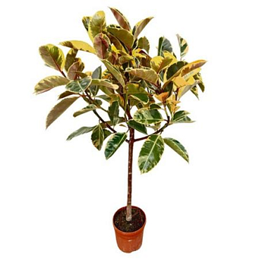 Ficus El Tineke On Stem