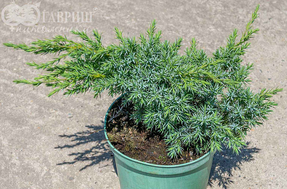 Можжевельник чешуйчатый Ханеторп