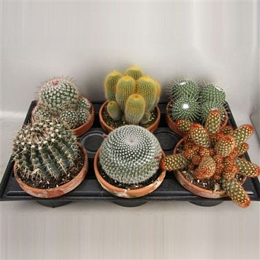 Cactus Mix In Terracotta Bowl
