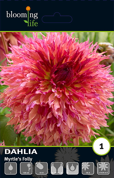 Георгина фимбриата Миртис Фолли