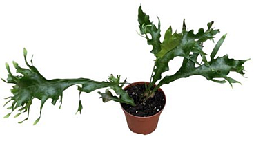 Drynaria Quercifolia Poonsak