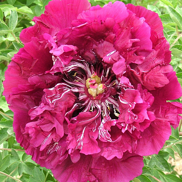 Пион рока Пурпурный Океан (в тубе)